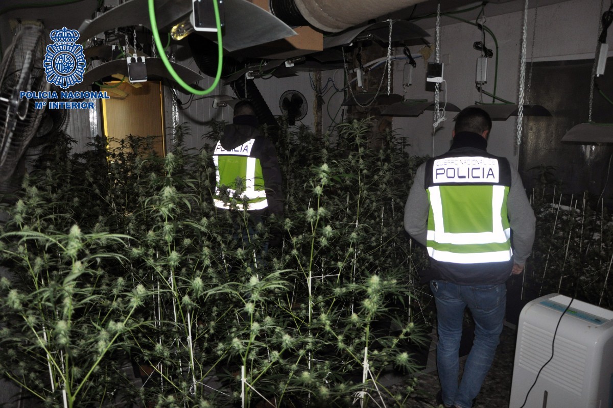 ​Dos detinguts a Polinyà per cultivar més de 250 plantes de marihuana