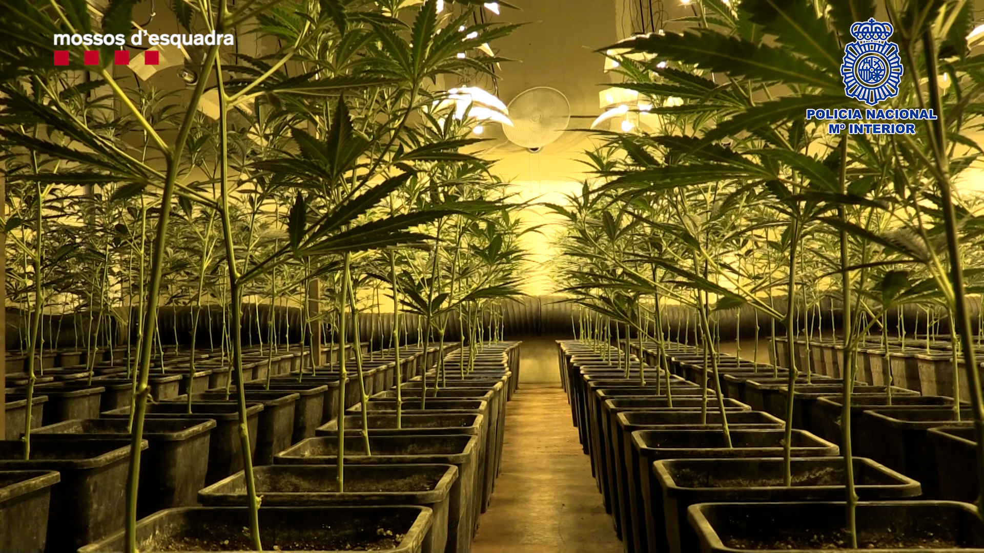 Decomissen 5.000 plantes de marihuana a Sabadell en un any