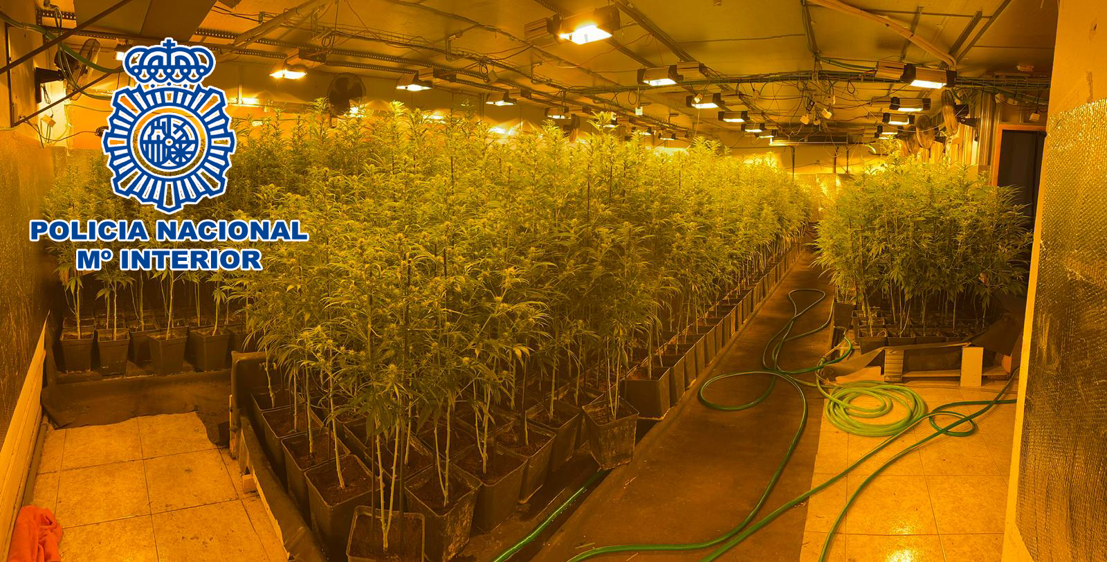 Dos detinguts en el desmantellament de dues plantacions de marihuana a Montcada i Reixac i Polinyà