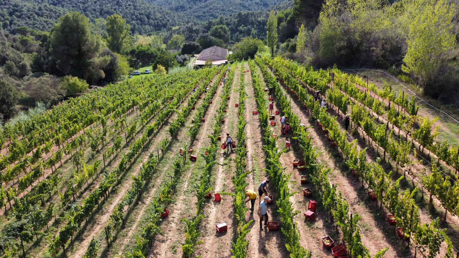 Tic-tac per tastar els vins 5 Quarteres i Arraona de nova anyada