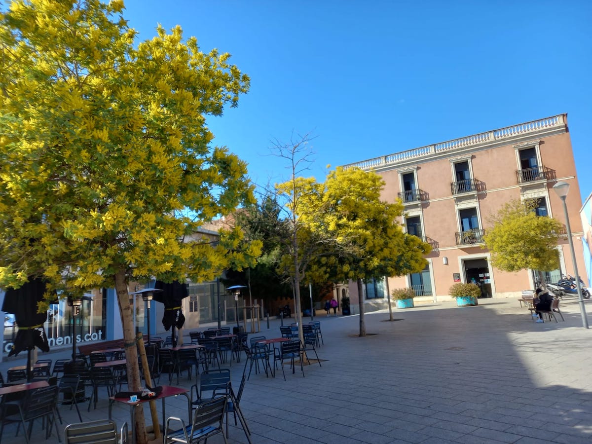 De ruta per la Sabadell que floreix en l’asfalt d’hivern