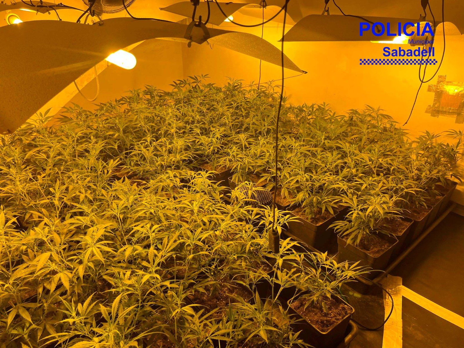 FOTOS: Desmantellada una gran plantació de marihuana en un domicili del Centre de Sabadell