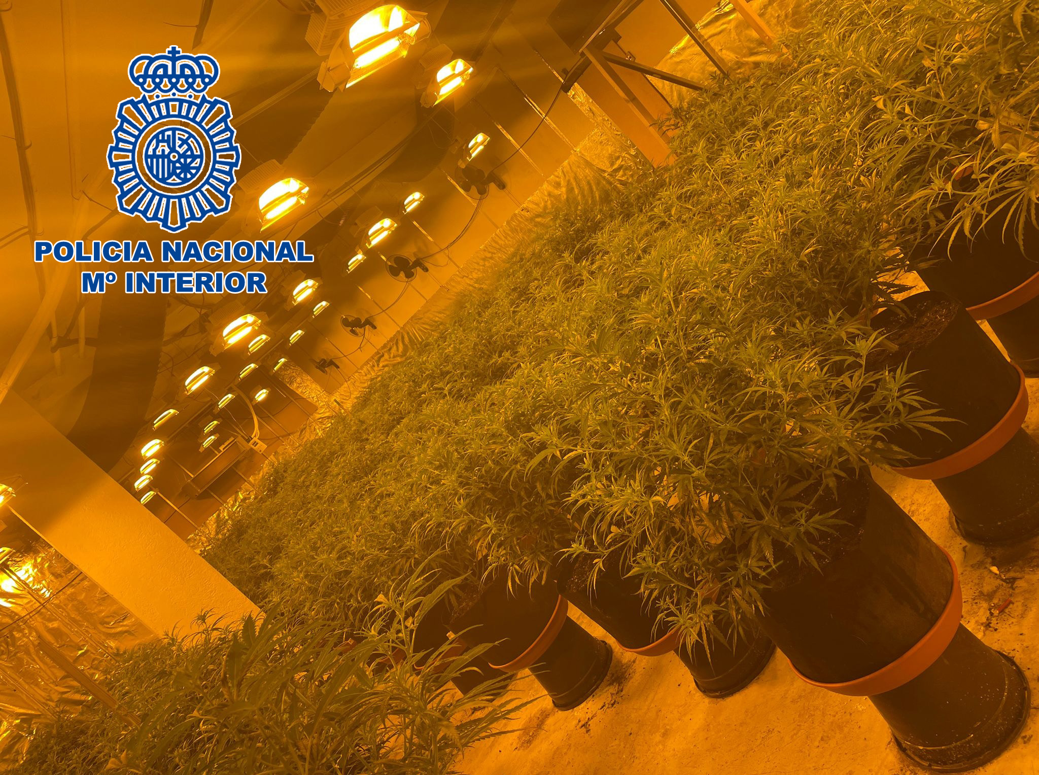 La Policia Nacional confisca marihuana per valor de 4 milions d'euros en dues plantacions