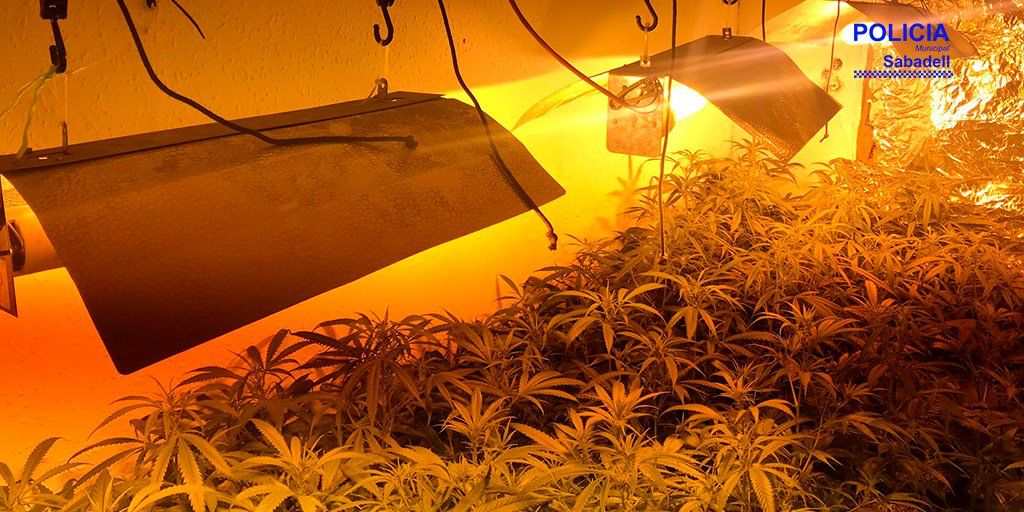 Nou decomís de marihuana a Sabadell: gairebé 400 plantes a Covadonga
