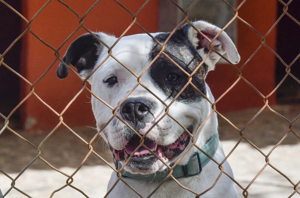 L'abandonament animal retrocedeix a l'agost a Sabadell (-37%)