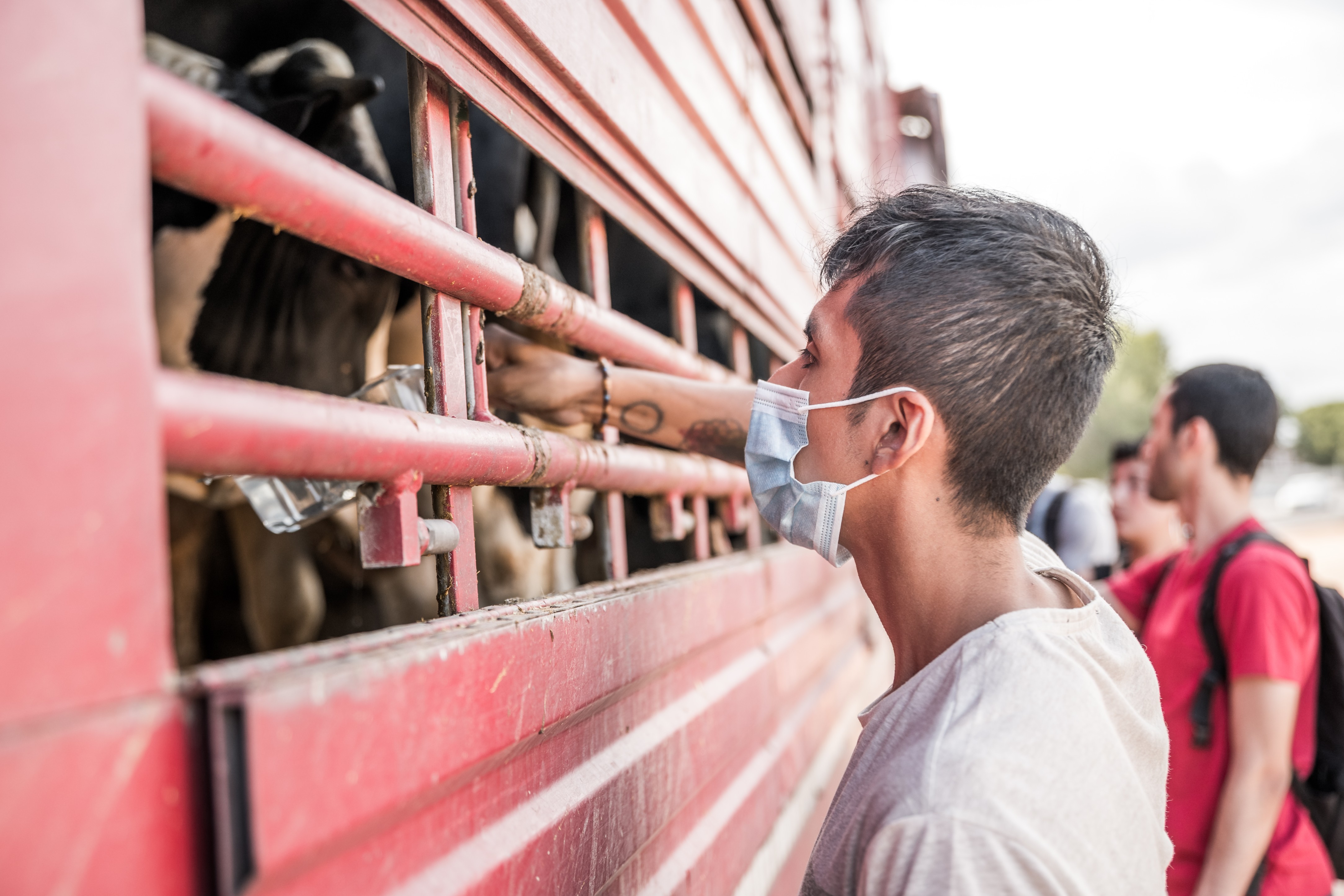 Un últim adeu als animals que entraran a l’escorxador