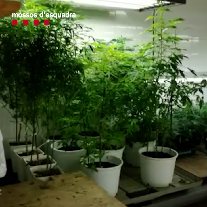 Els Mossos denuncien tres homes i decomissen 930 plantes de marihuana a Sabadell