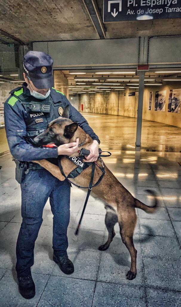La Unitat Canina de la Policia detecta droga a una quinzena de persones en un dia