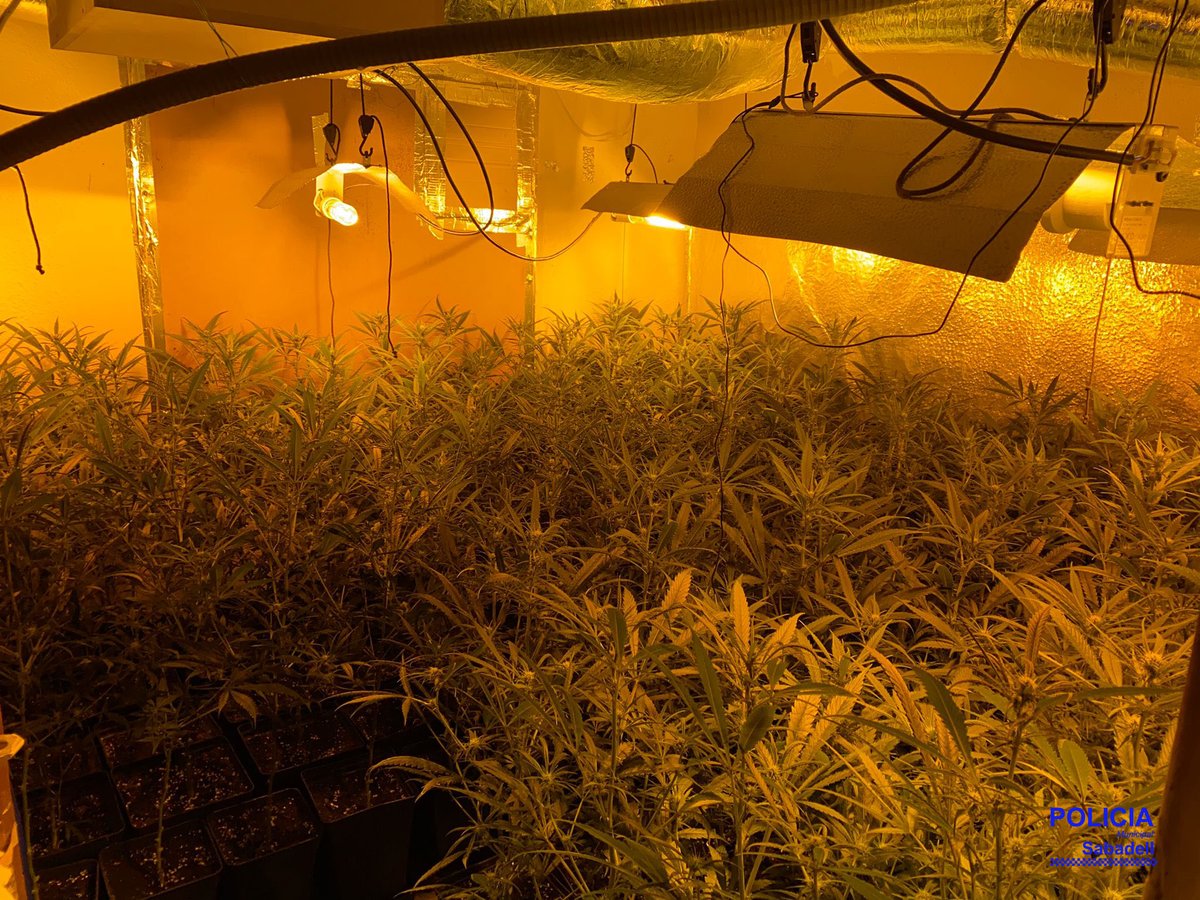 La Policia Municipal decomissa 186 plantes de marihuana d'un pis dels Merinals