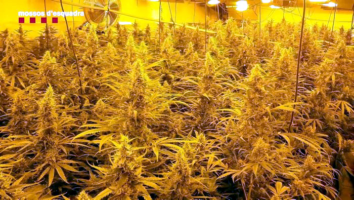 Dos detinguts en una operació antidroga a Sabadell