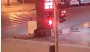 VÍDEO: Un ramat de porcs senglars passegen pel barri de la Concòrdia