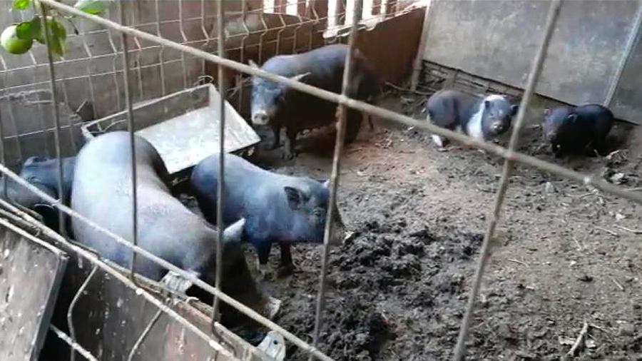 VÍDEO: Comissats una seixantena d'animals en una finca a Montcada i Reixac