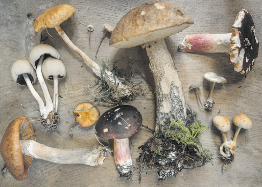 Tic-tac: El Vallès  espera els primers bolets de tardor