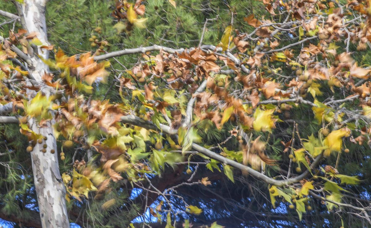 Protecció Civil demana evitar activitats en zones d'arbres, parcs i jardins davant d'una situació 
