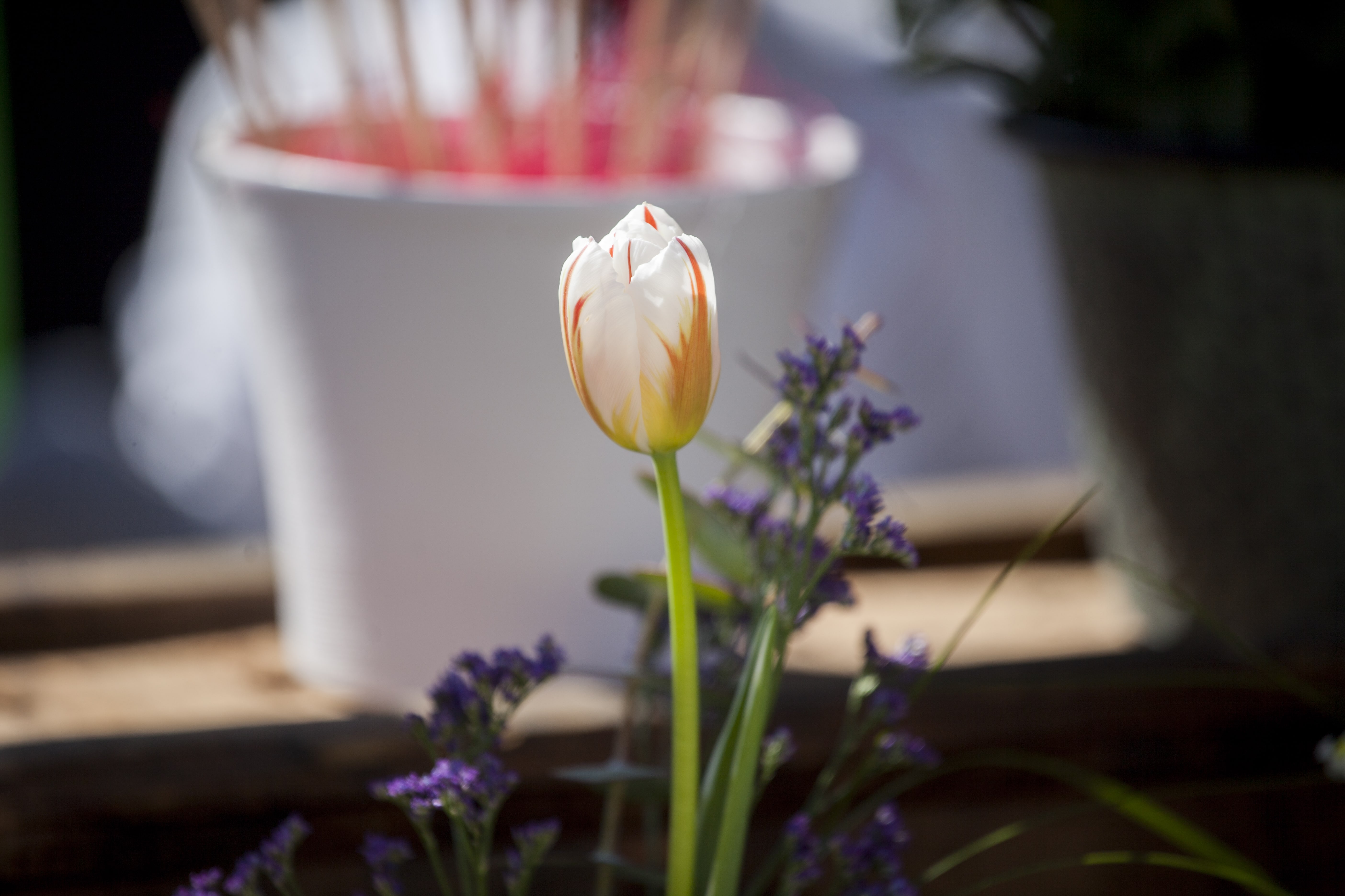 La Festa de les Flors celebra l'inici de la primavera a la ciutat