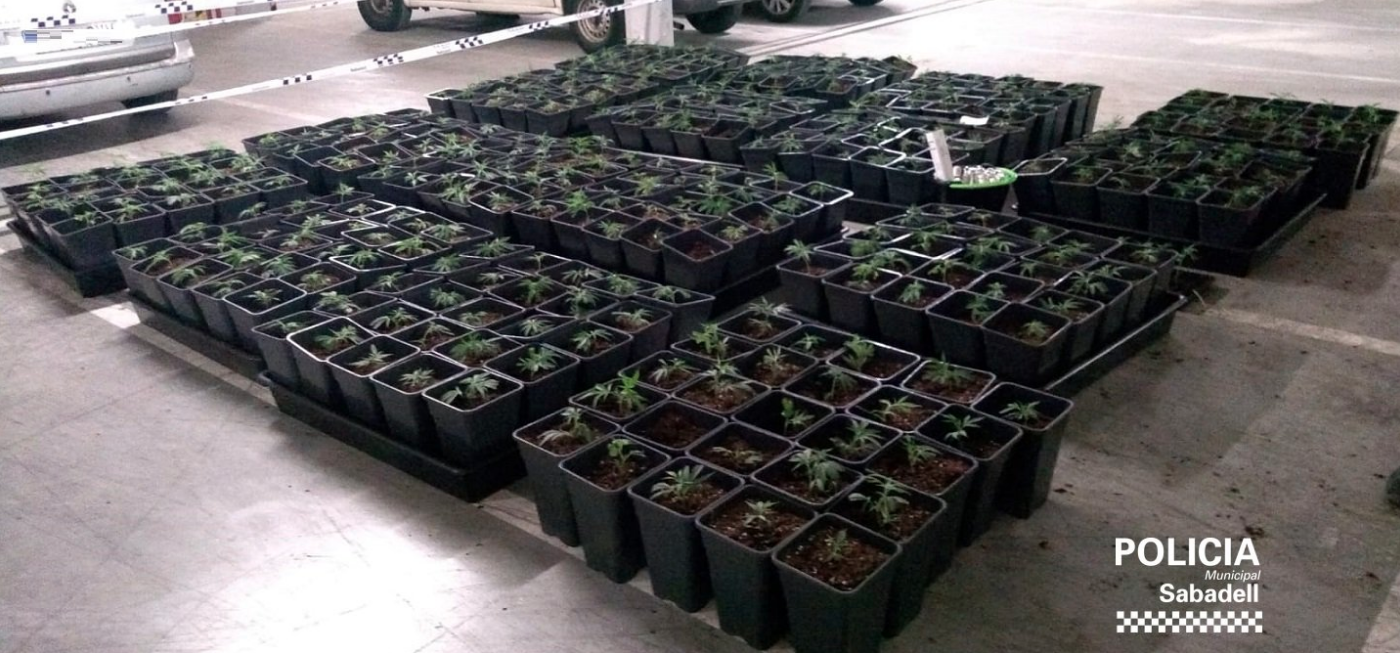 La Policia Municipal decomissa 416 plantes de marihuana al barri de Gràcia