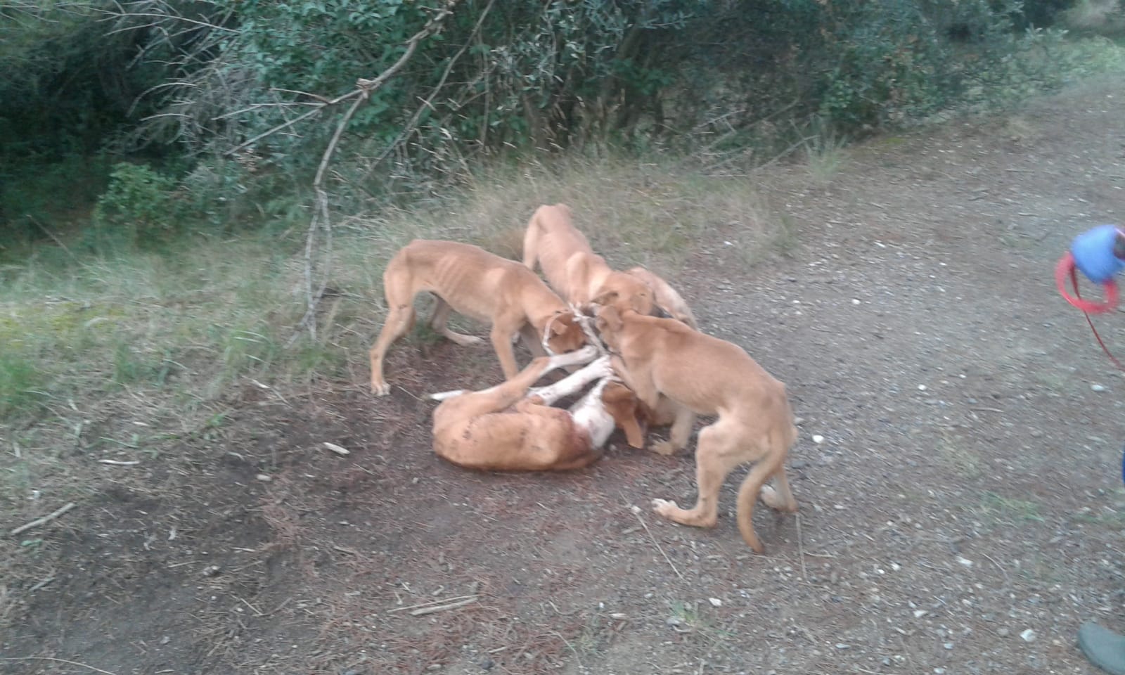 Troben sis cadells abandonats a la Salut