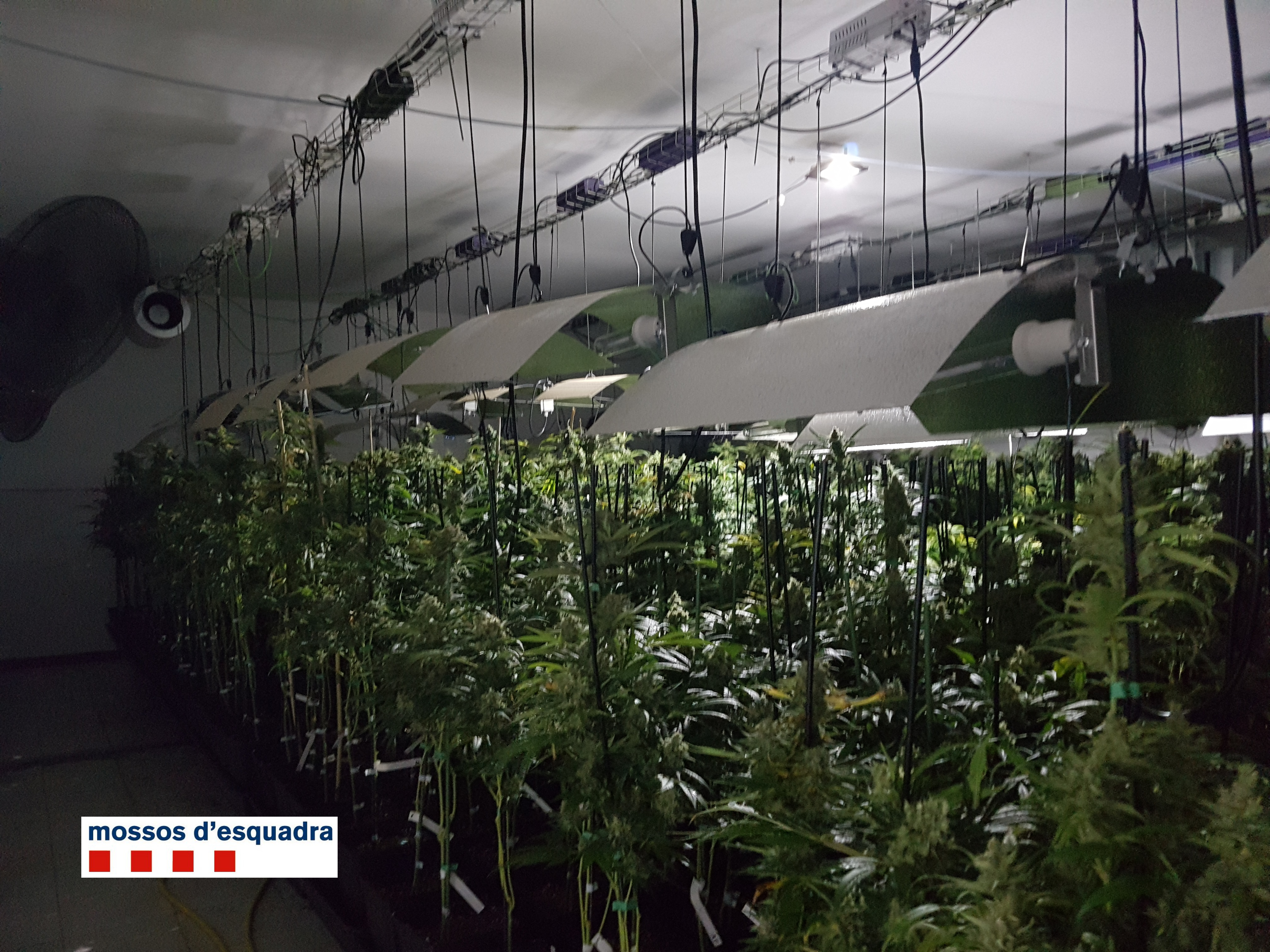 Desmantellada una plantació de marihuana a Rubí