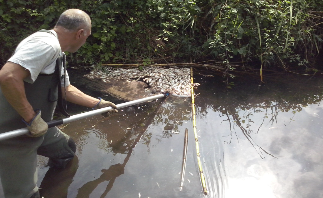 Més d'un miler de peixos apareixen morts al riu Ripoll