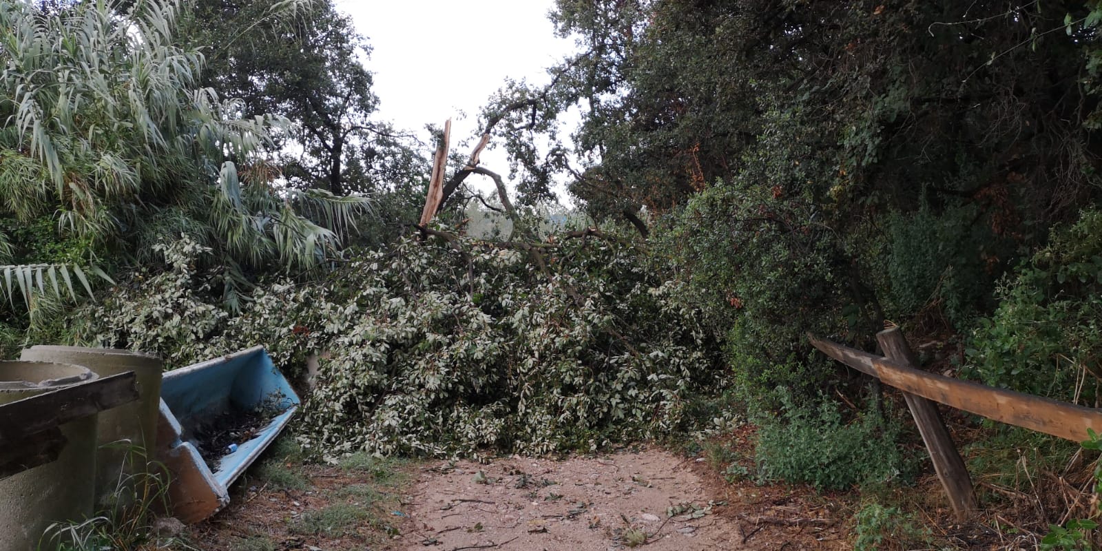 Un arbre deixa inaccessible un camí cap al Ripoll