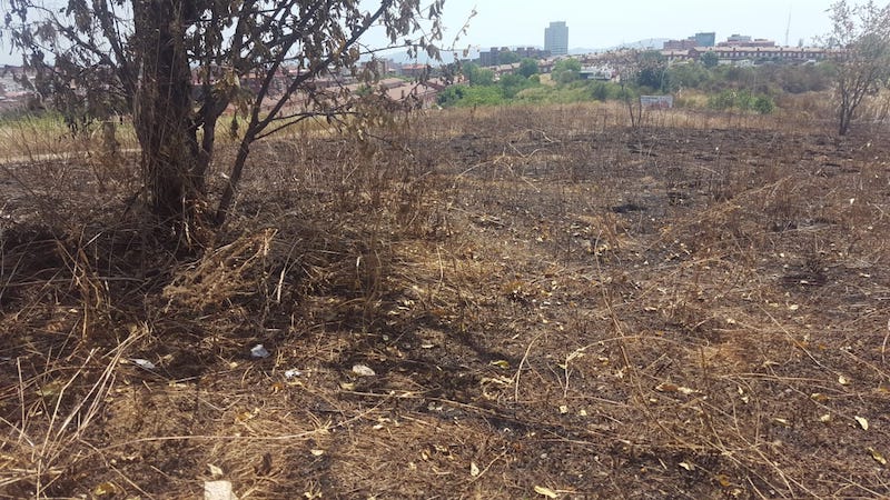 Ciutadans alerta que la manca de manteniment pot propiciar incendis