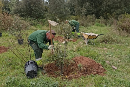 40 arbres més per l'Anella Verda