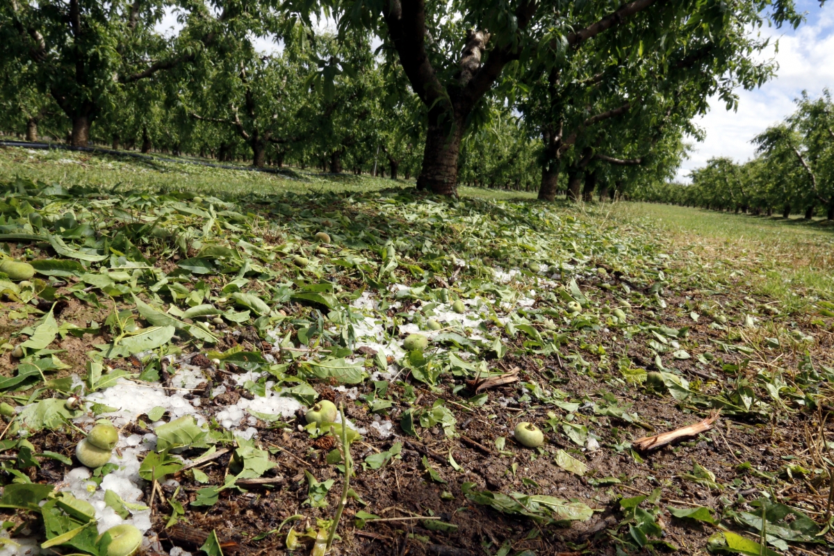 Fruits i fulles de paraguaians han caigut a terra a Alcarràs (Segrià) a conseqüència de la pedregada - ACN