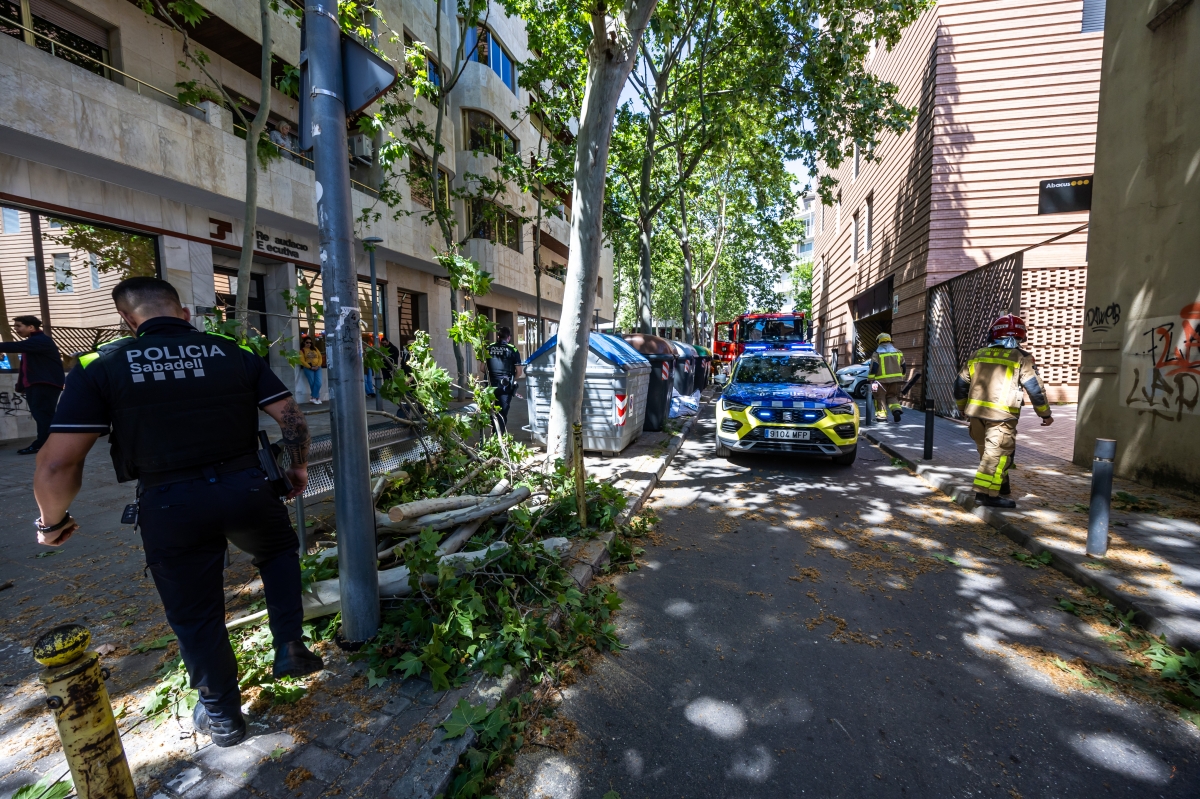 Arbre caigut al Centre de Sabadell - Juanma Peláez
