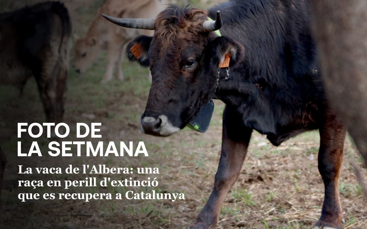 Vaca de l`Albera