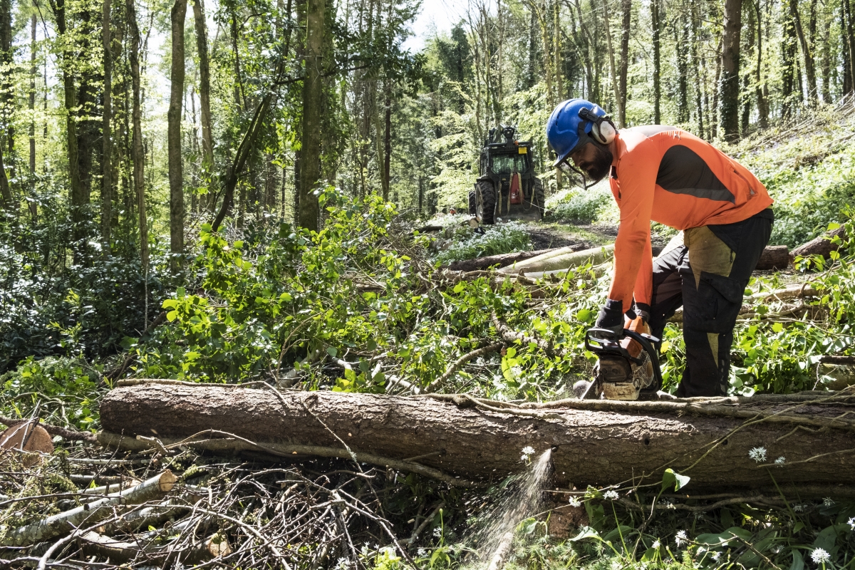 Un treballador forestal en una imatge d'arxiu - Envato