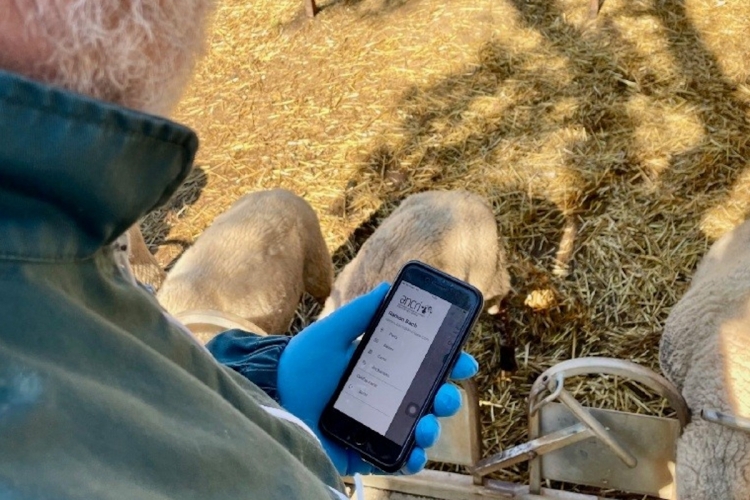 Gestionar el ramat des del mòbil: així és l'app dels ramaders de raça ripollesa