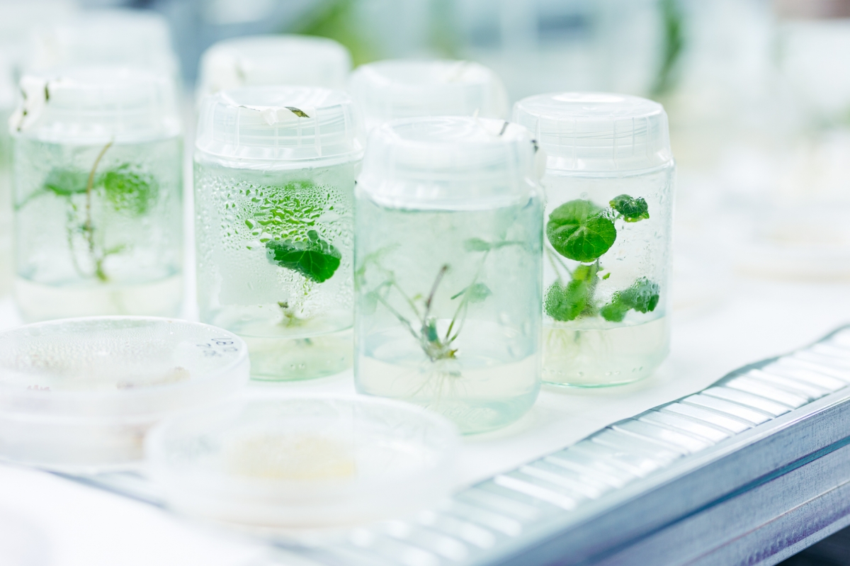 Vytrus Biotech rep una valoració de 34 milions d'euros