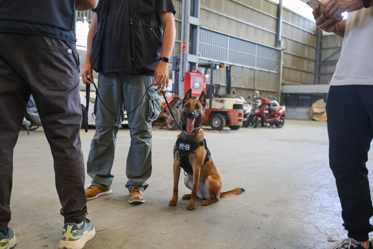 Entrenament de la unitat canina de la Policia Municipal de Sabadell - VÍCTOR CASTILLO
