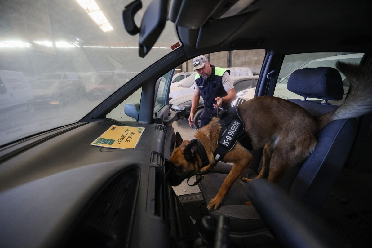 Entrenament de la unitat canina de la Policia Municipal de Sabadell - VÍCTOR CASTILLO