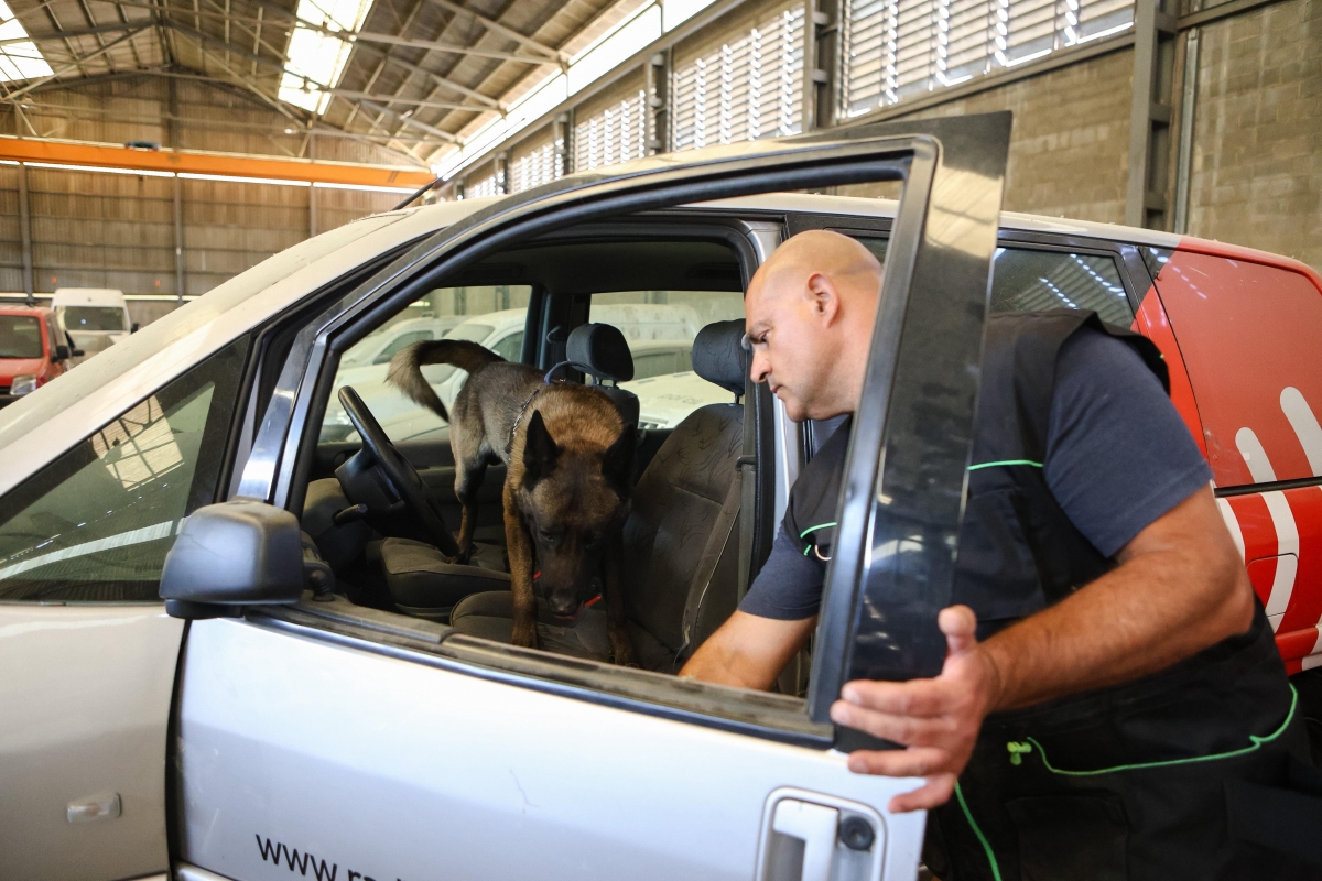 Entrenament de la unitat canina de la Policia Municipal de Sabadell - VÍCTOR CASTILLO