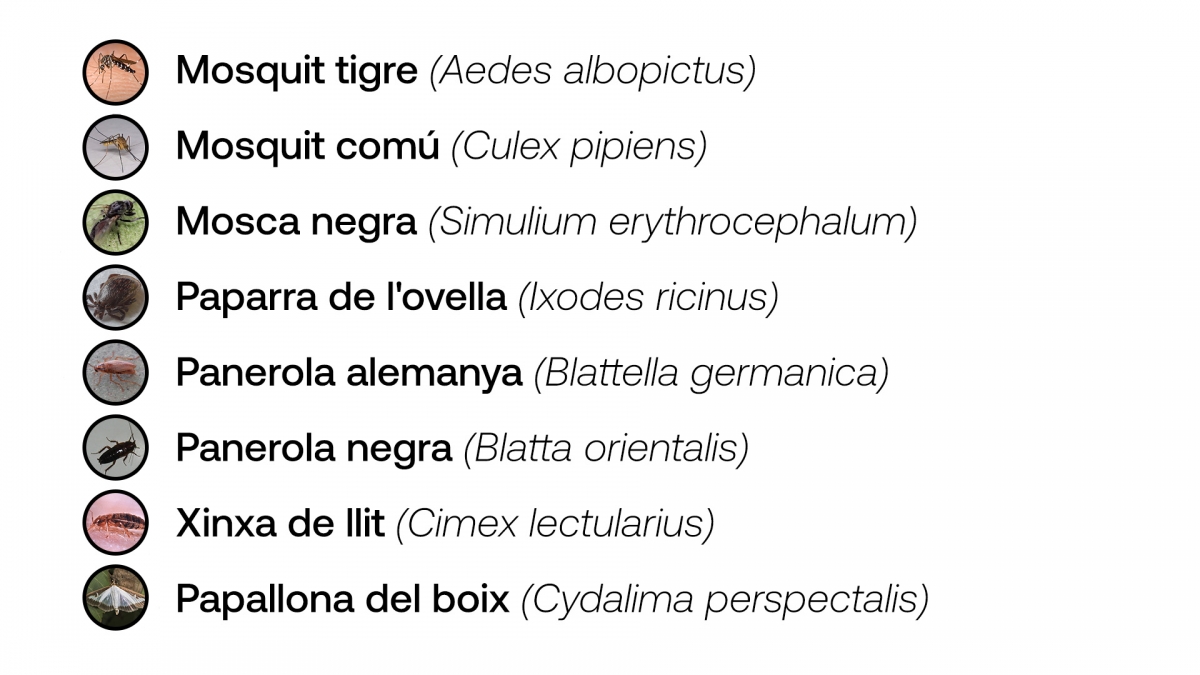 Les principals plagues d`aquest estiu a Catalunya - Disseny d`Aleix Pérez Les principals plagues d`aquest estiu a Catalunya