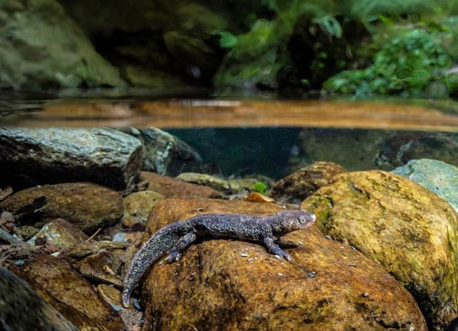 National Geographic es fixa en el Tritó del Montseny i els «Animals Invisibles»