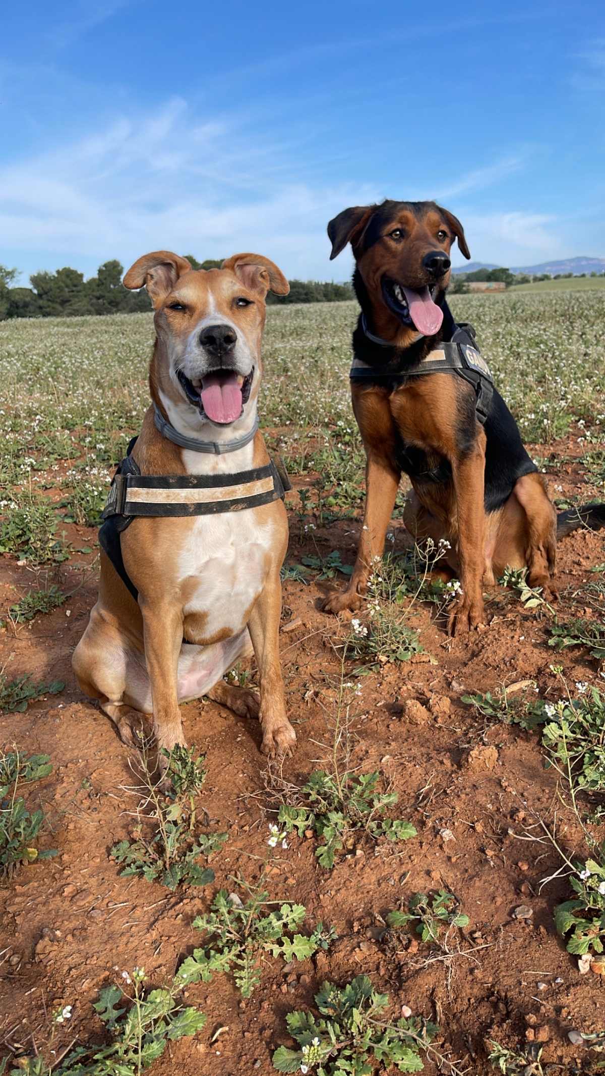 Zelda i Ganon, gossos que procedeixen d`una protectora d`animals - CEDIDA Zelda i Ganon, gossos que procedeixen d`una protectora d`animals