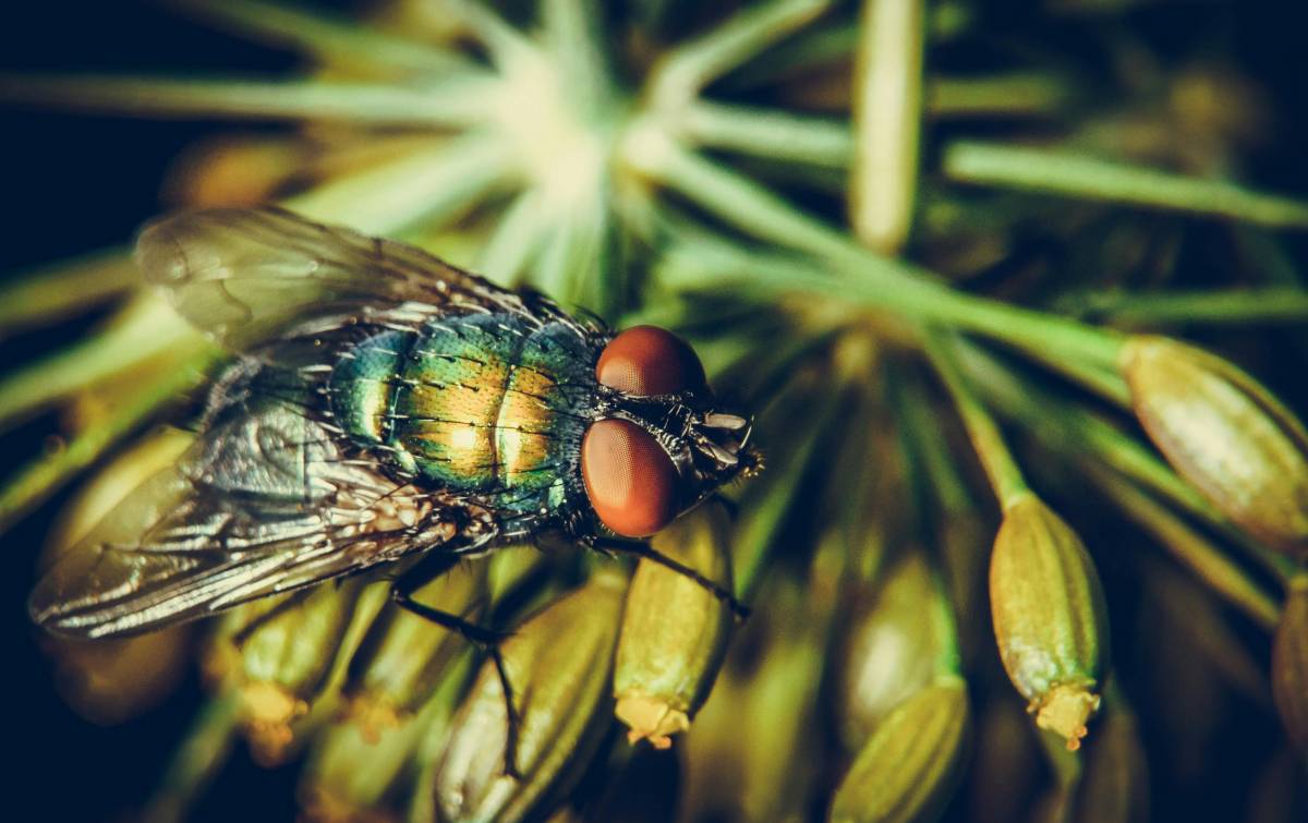 Un dermatòleg explica com saber si t'ha picat la mosca negra