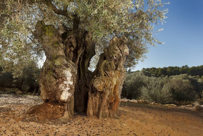 Una de les oliveres mil·lenàries més antigues d’Europa  - Mancomunitat de la Taula del Sénia