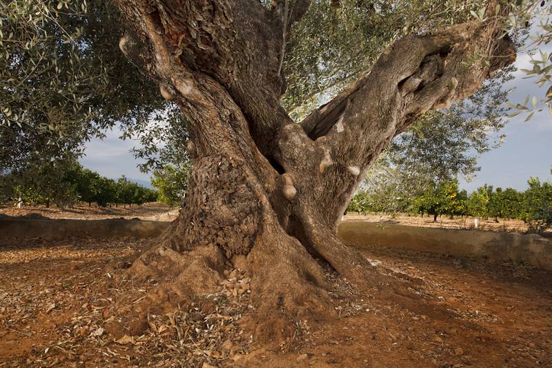 Una de les oliveres mil·lenàries més antigues d’Europa  - Mancomunitat de la Taula del Sénia