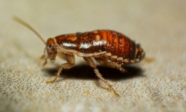 Quatre trucs senzills per evitar que les paneroles entrin a casa
