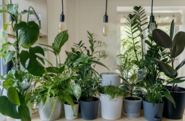 Els dos errors que provoquen que se't morin les plantes a l'estiu, segons un jardiner