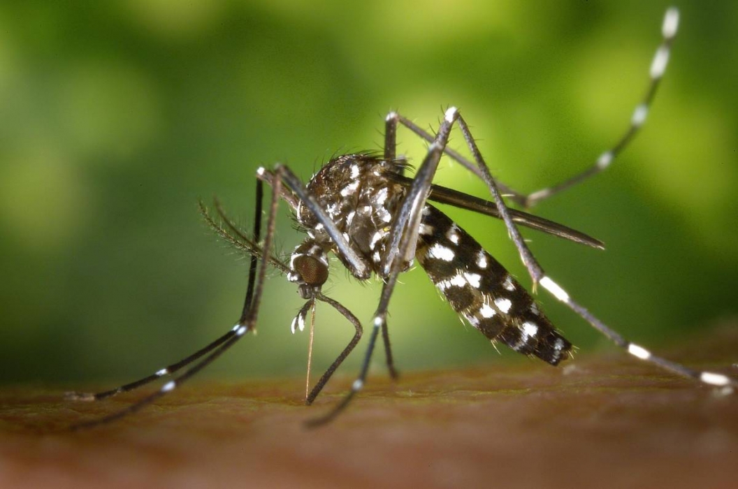 Com prevenir les arbovirosis: malalties transmeses sobretot per mosquits