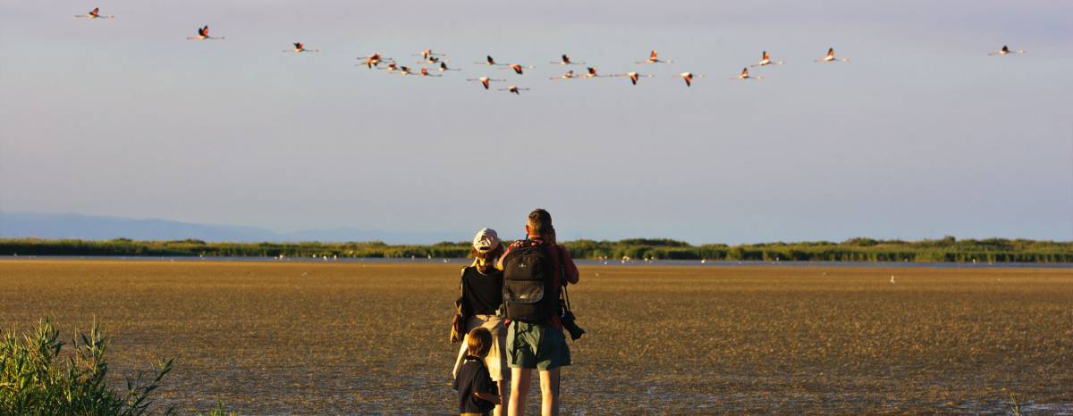Birdwatching delta de l`ebre - Costa Daurada Birdwatching delta de l`ebre