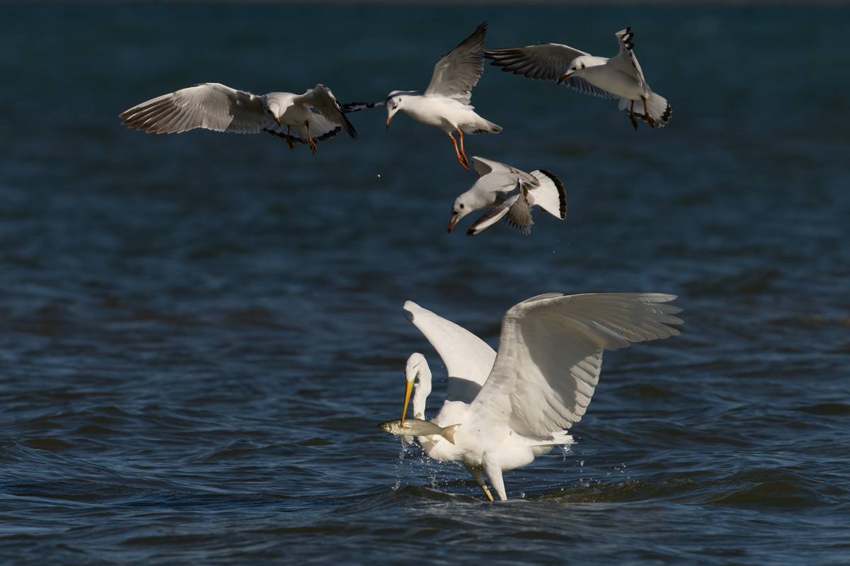 Agró blanc i Gavina capblanca al Delta de l`ebre - Francesc Comellas Corral Agró blanc i Gavina capblanca al Delta de l`ebre