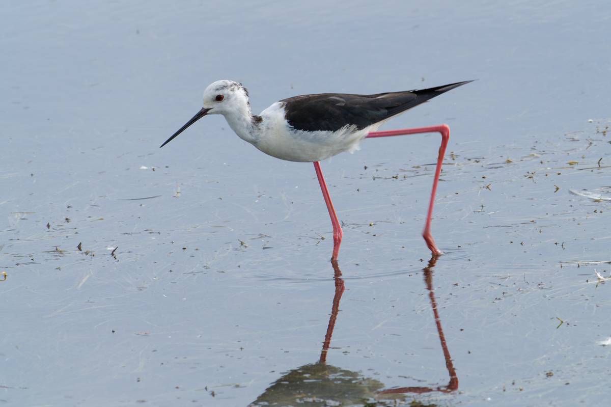 Camesllargues al Delta de l`ebre - Francesc Comellas Corral Camesllargues al Delta de l`ebre