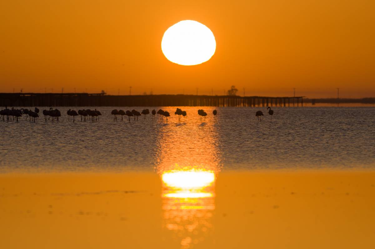 Flamencs al Delta de l`ebre - Francesc Comellas Corral Flamencs al Delta de l`ebre