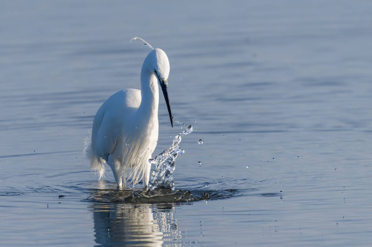 Martinet Blanc al Delta de l`ebre - Francesc Comellas Corral Martinet Blanc al Delta de l`ebre