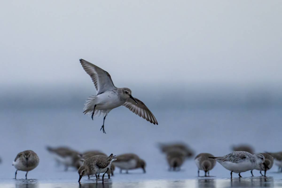 Pigre gris al Delta de l`ebre - Francesc Comellas Corral Pigre gris al Delta de l`ebre